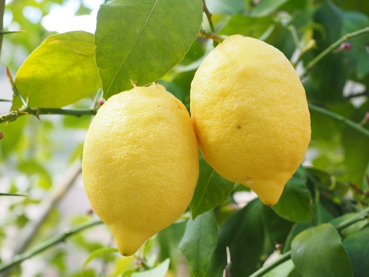 The Lemon Groves of Gargnano