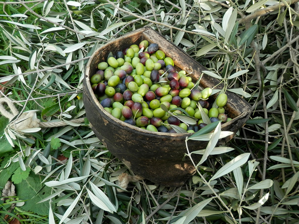 Olivenanbau 