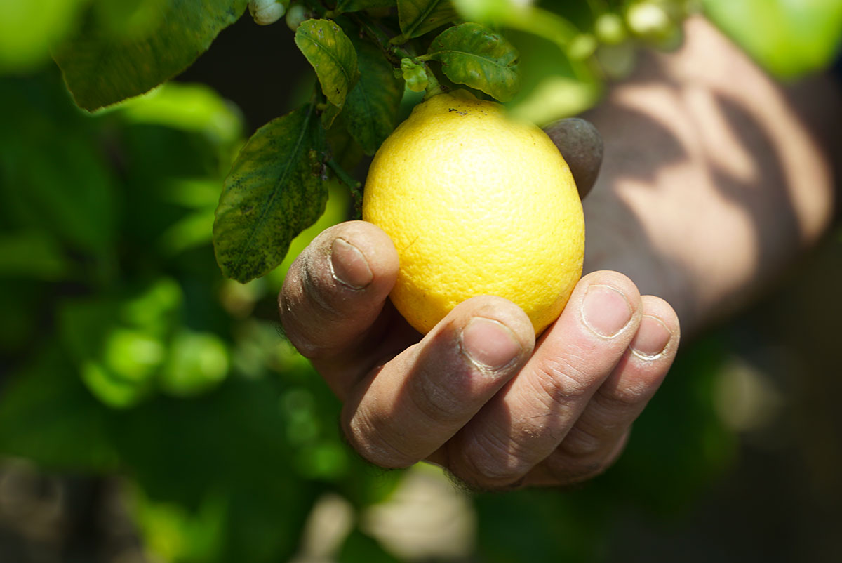 Citrus Fruits