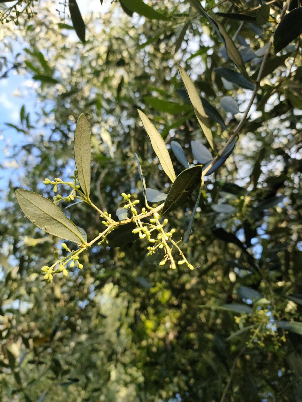 Il paesaggio agrario di Gargnano